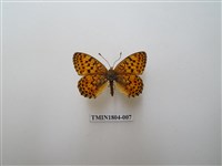 藏品(歐洲小豹蛺蝶)的圖片